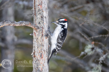Downy Woodpecker