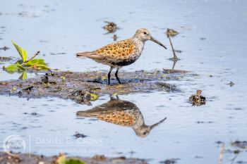 Dunlin 