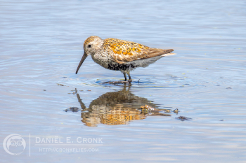 Dunlin 