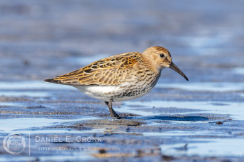 Dunlin 