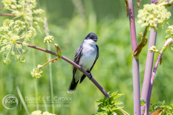Eastern Kingbird