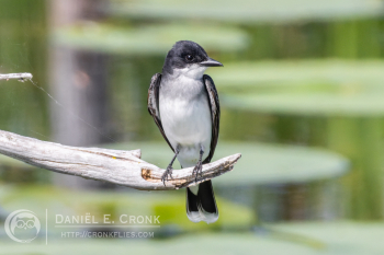 Eastern Kingbird