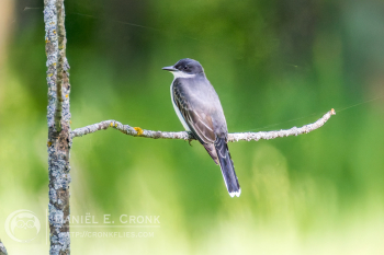 Eastern Kingbird