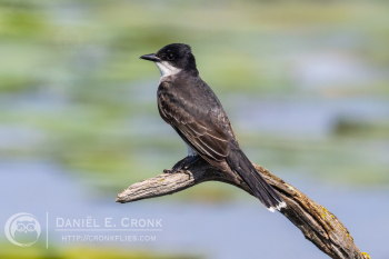 Eastern Kingbird