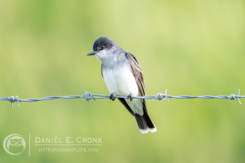 Eastern Kingbird