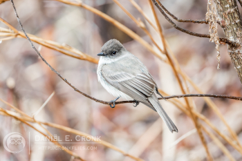Eastern Phoebe