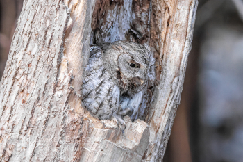 Eastern Screech-Owl