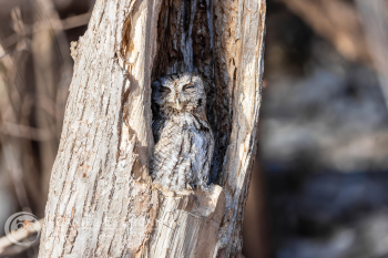 Eastern Screech-Owl