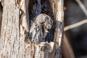 Eastern Screech-Owl