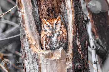 Eastern Screech-Owl