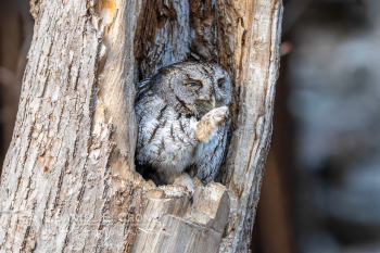 Eastern Screech-Owl