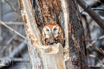 Eastern Screech-Owl