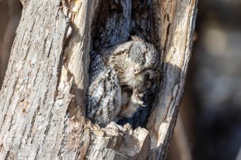 Eastern Screech-Owl