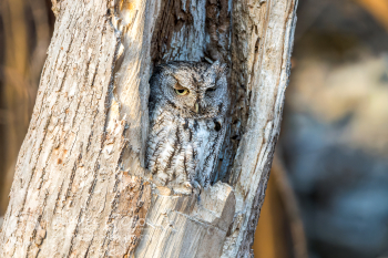 Eastern Screech-Owl