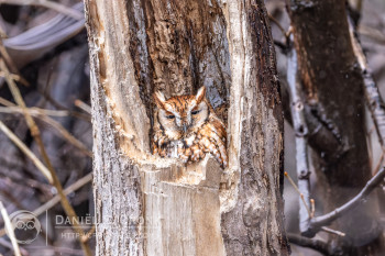 Eastern Screech-Owl