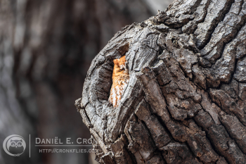 Eastern Screech-Owl