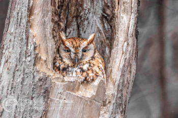 Eastern Screech-Owl