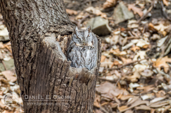 Eastern Screech-Owl