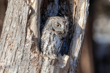Eastern Screech-Owl