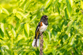 Eastern Towhee