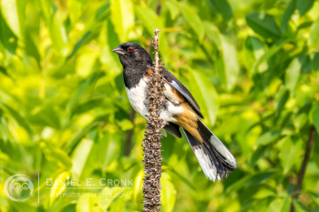 Eastern Towhee