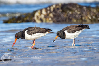 Eurasian Oystercatcher