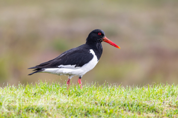 Eurasian Oystercatcher