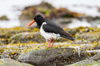 Eurasian Oystercatcher