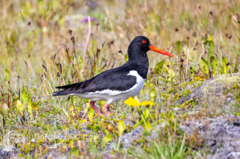 Eurasian Oystercatcher