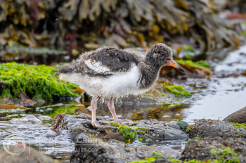 Eurasian Oystercatcher