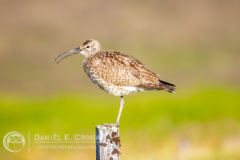 Eurasian Whimbrel