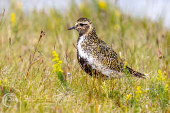 European Golden-Plover