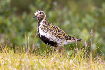 European Golden-Plover