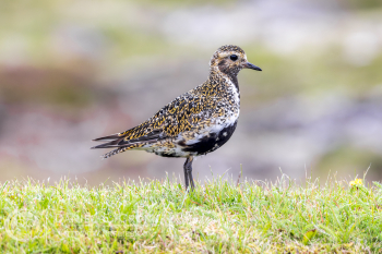 European Golden-Plover