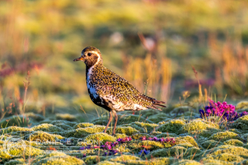 European Golden-Plover