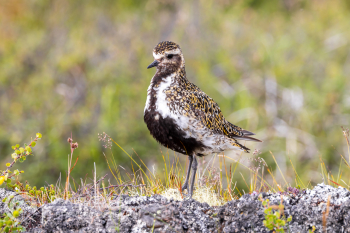 European Golden-Plover