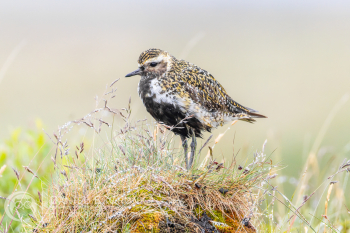 European Golden-Plover