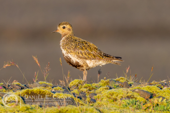 European Golden-Plover
