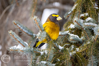 Evening Grosbeak
