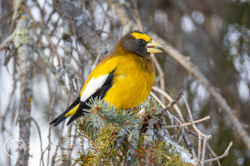 Evening Grosbeak