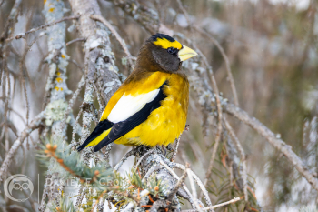 Evening Grosbeak