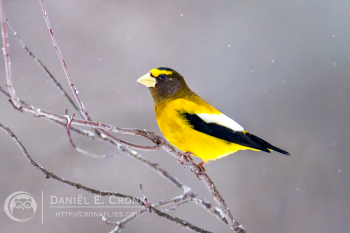 Evening Grosbeak