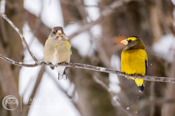 Evening Grosbeak