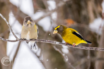 Evening Grosbeak