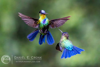 Fiery-Throated Hummingbird