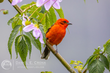 Flame-colored Tanager