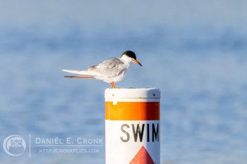 Forster's Tern