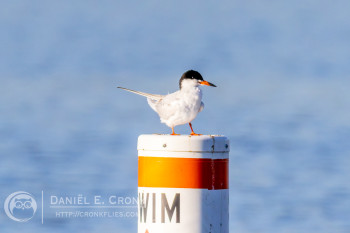 Forster's Tern