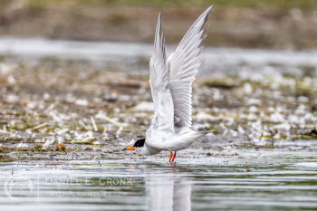 Forster's Tern