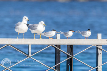 Forster's Tern